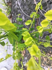 Styphnolobium japonicum