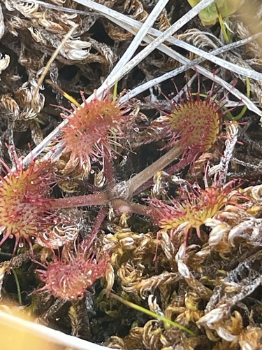 iNaturalist observation photo of round-leaved sundew