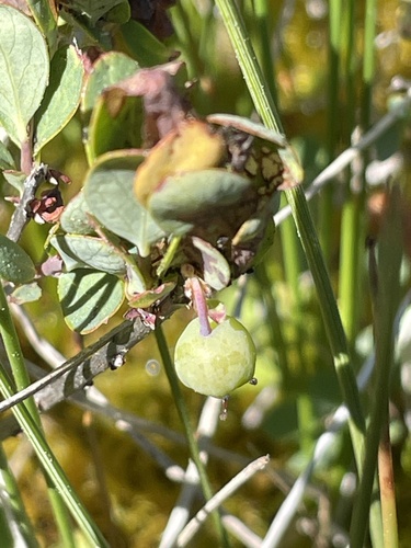 iNaturalist observation photo of bog bilberry