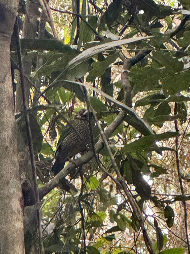 Spotted Catbird (Ailuroedus maculosus), photo 7