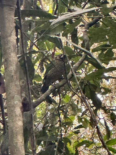 Spotted Catbird (Ailuroedus maculosus), photo 6