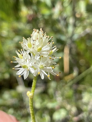 iNaturalist observation photo of western false asphodel