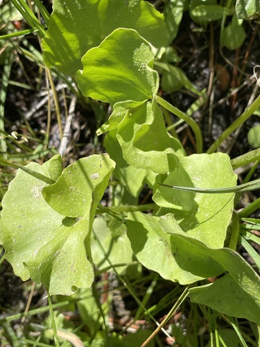 iNaturalist observation photo of white marsh marigold