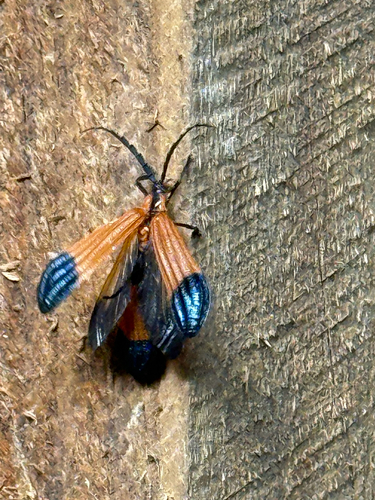 End Band Net-winged Beetle