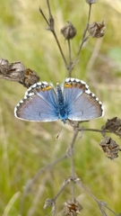 Pseudophilotes bavius