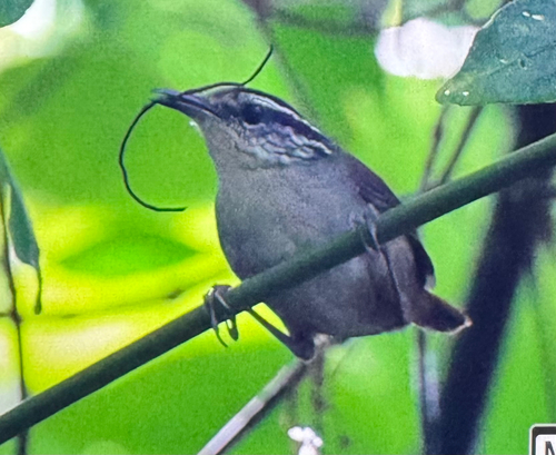 Grey-breasted Wood Wren (Henicorhina leucophrys), photo 6