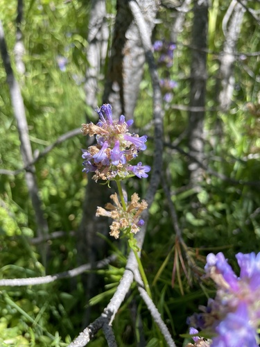 iNaturalist observation photo of Rydberg's Beardtongue