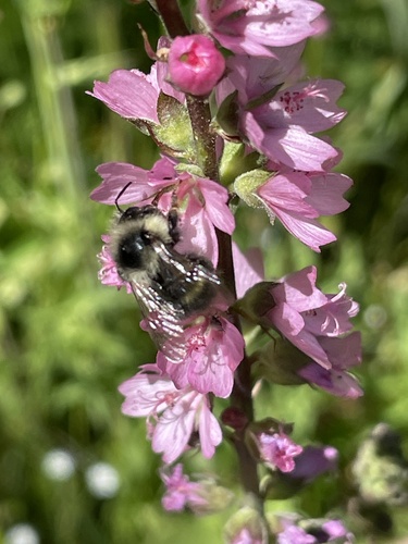 iNaturalist observation photo of Bumble Bees