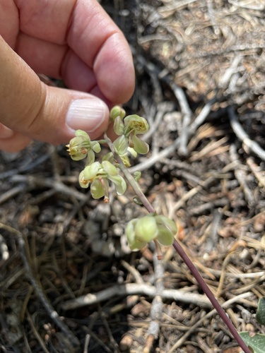 iNaturalist observation photo of Toothed Wintergreen