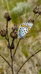 Pseudophilotes bavius