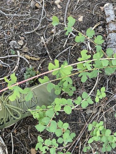 iNaturalist observation photo of creeping snowberry