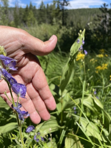 iNaturalist observation photo of Columbian Monkshood