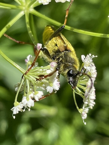 iNaturalist observation photo of Yellow Velvet Beetle