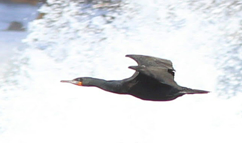 iNaturalist image