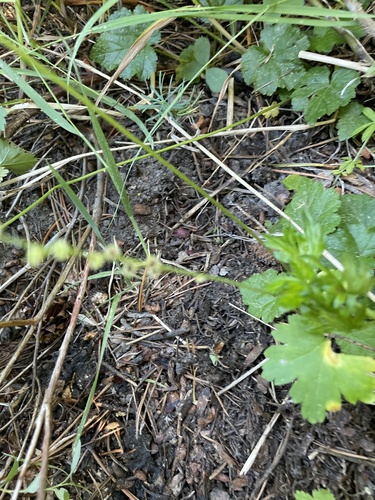 iNaturalist observation photo of alumroot tribe