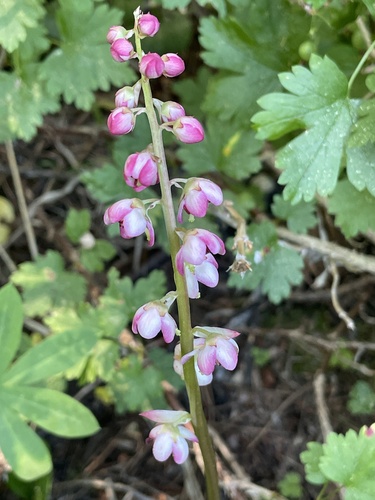 iNaturalist observation photo of bog wintergreen