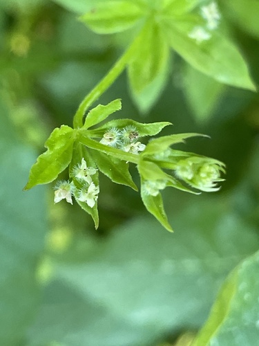 iNaturalist observation photo of fragrant bedstraw