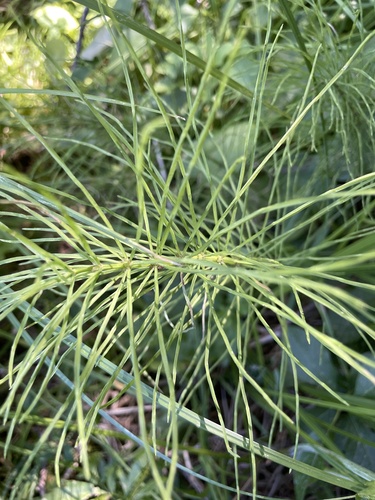 iNaturalist observation photo of field horsetail