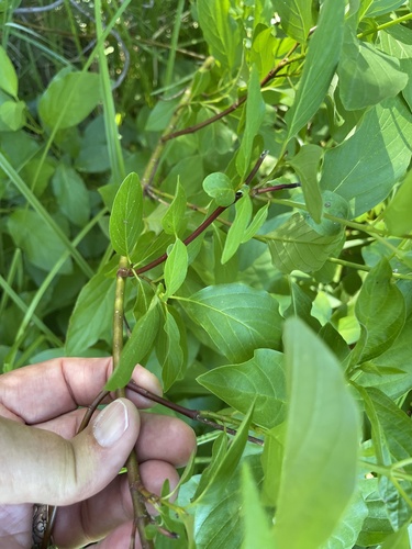 iNaturalist observation photo of twinberry honeysuckle