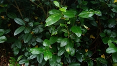 Ligustrum japonicum