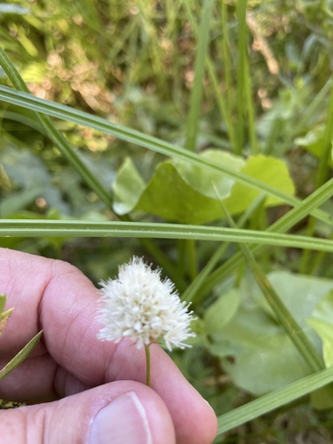 iNaturalist observation photo of American bistort