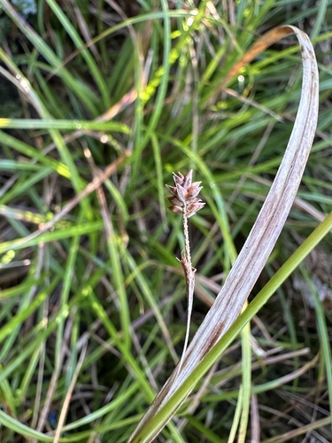 Carex dissita observed 2026-07-11