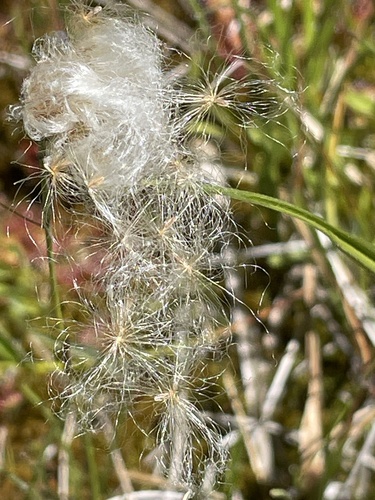 iNaturalist observation photo of slender cottongrass