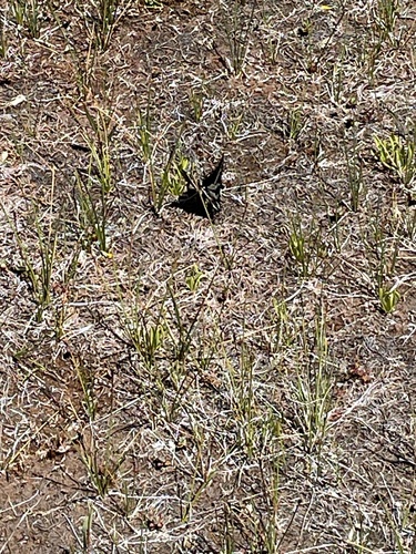 iNaturalist observation photo of Pale Swallowtail