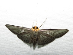 Cirrhocephalina