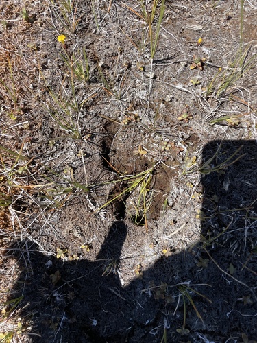 iNaturalist observation photo of Deer