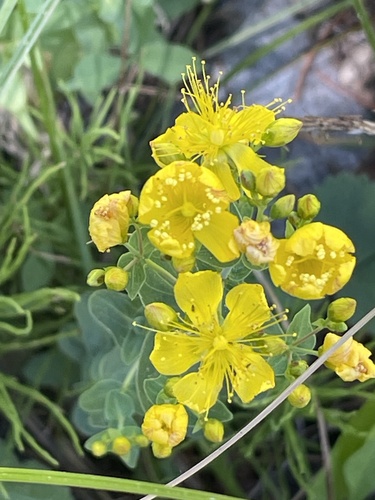 iNaturalist observation photo of Scouler's St. John's wort