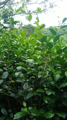 Ligustrum japonicum