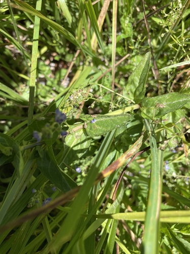 iNaturalist observation photo of American brooklime