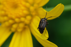 Eolygus vittatus