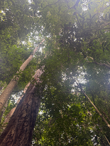 Ceratopetalum succirubrum (Ceratopetalum succirubrum)