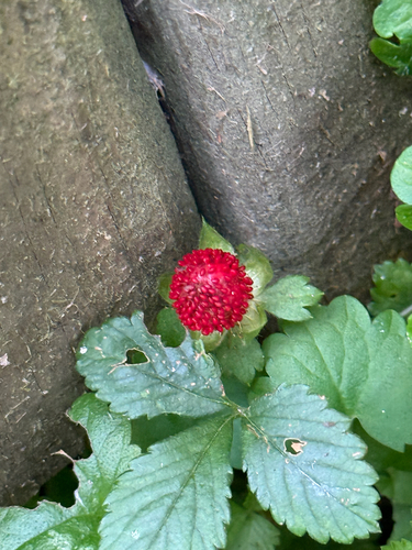 mock strawberry
