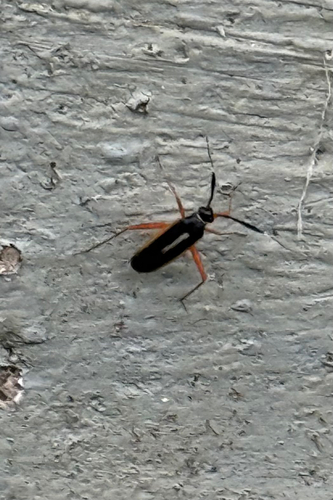Garganus fusiformis