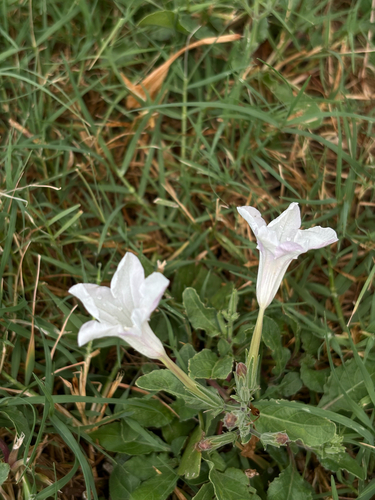Ruellia metziae, photograph 5