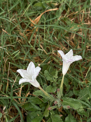 Ruellia metziae, photograph (c) Sophia K, some rights reserved (CC BY)