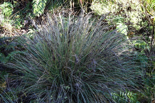 Gahnia procera observed 2026-07-11
