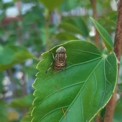 Eristalinus quinquelineatus