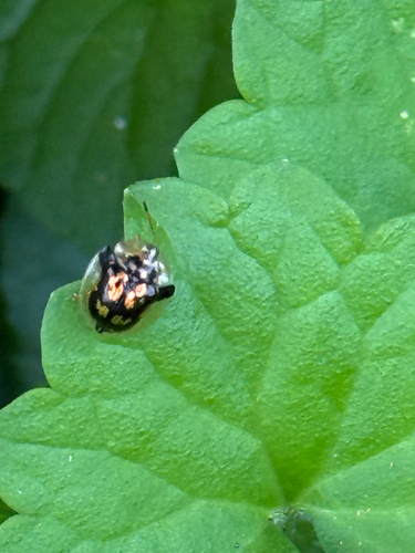 Mottled Tortoise Beetle