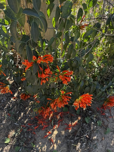 Flame vine