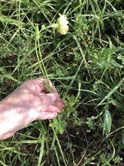Pyrrhopappus grandiflorus