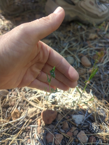 iNaturalist observation photo of scatter knotweed