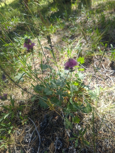 iNaturalist observation photo of Oregon Checker-mallow