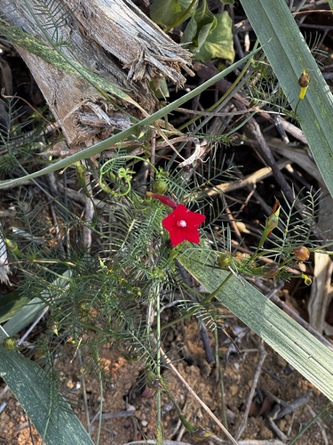 Cypress Vine