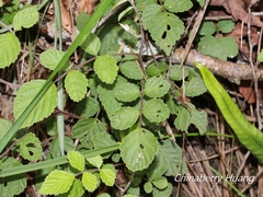 Rubus incanus
