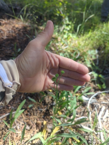 iNaturalist observation photo of western mountain aster