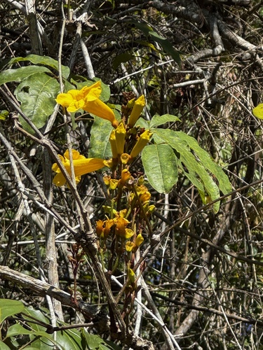 Adenocalymma validum